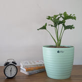 Decor 10 (Pack of 4)